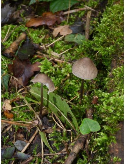 on fallen wood and on buried roots (various species).